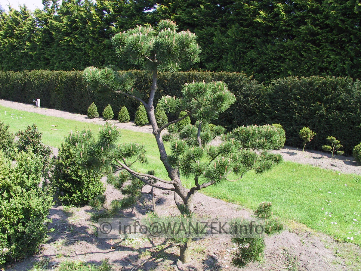 Pinus mugo - Bonsai1.JPG